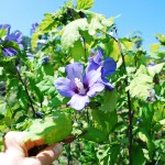 Hibiscus syriacus Blue Satin  Rose of Sharon